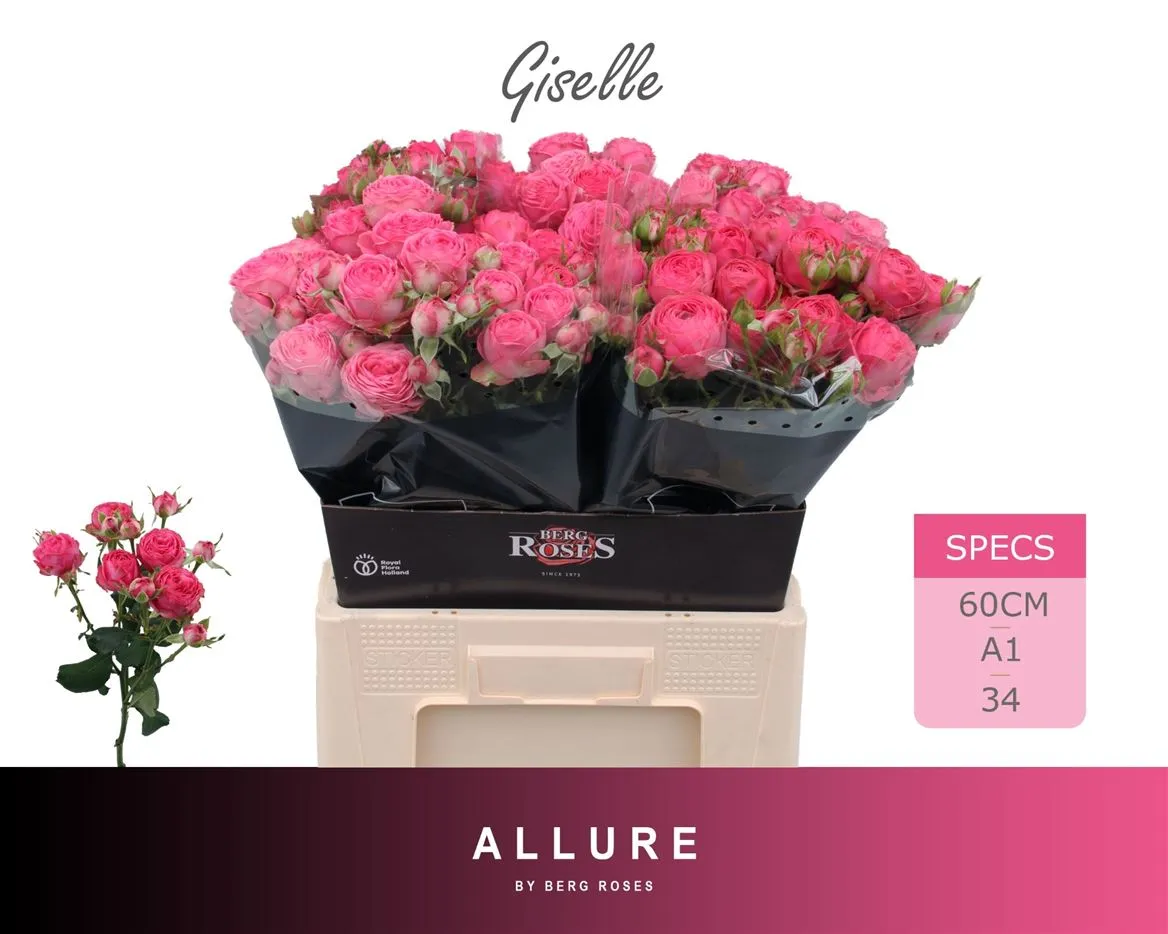Ruža trsová Giselle X5 Ex • 60 cm