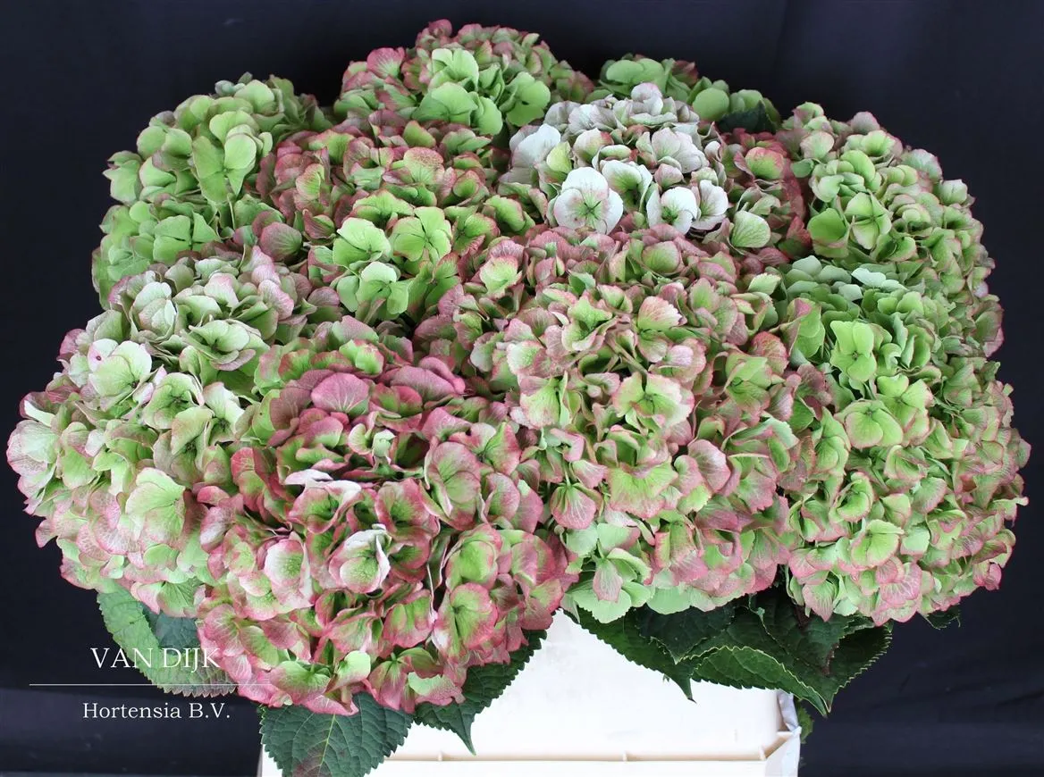 Hortenzia Verena Ice Classic • 80 cm