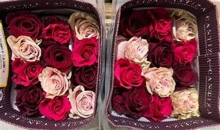 Rosa Gr Ec Rainbow Love Mix • 50 cm