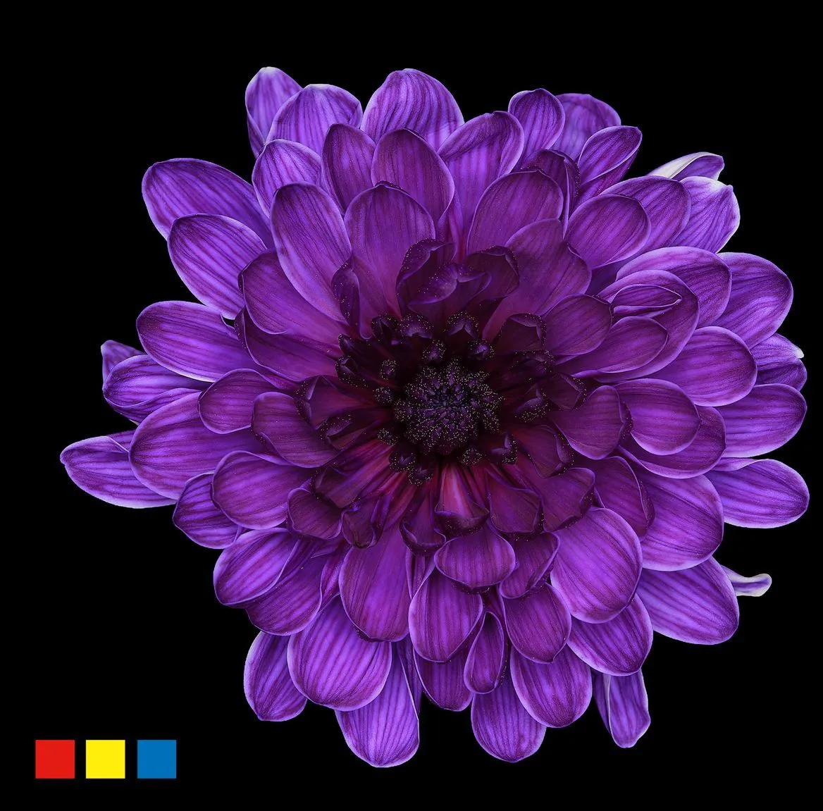 Chryzantéma trsová Altaj Violet • 70 cm