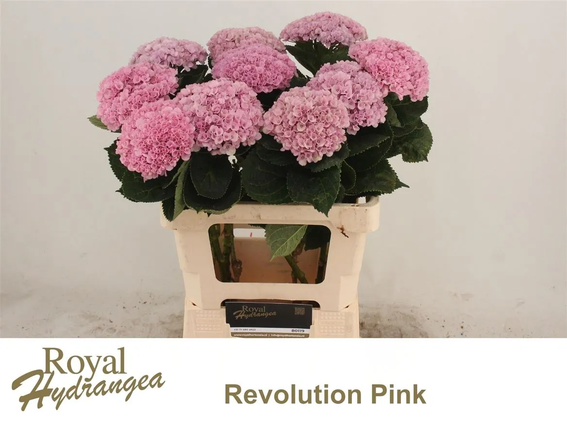 Hyd Revolution Pastel • 60 cm