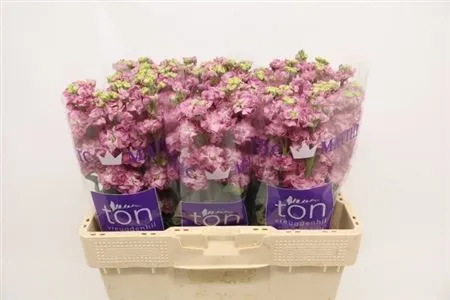 Matthiola Rose Pink • 59 cm