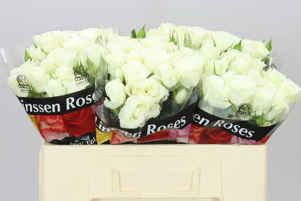 Rosa Tr Pascua! • 50 cm