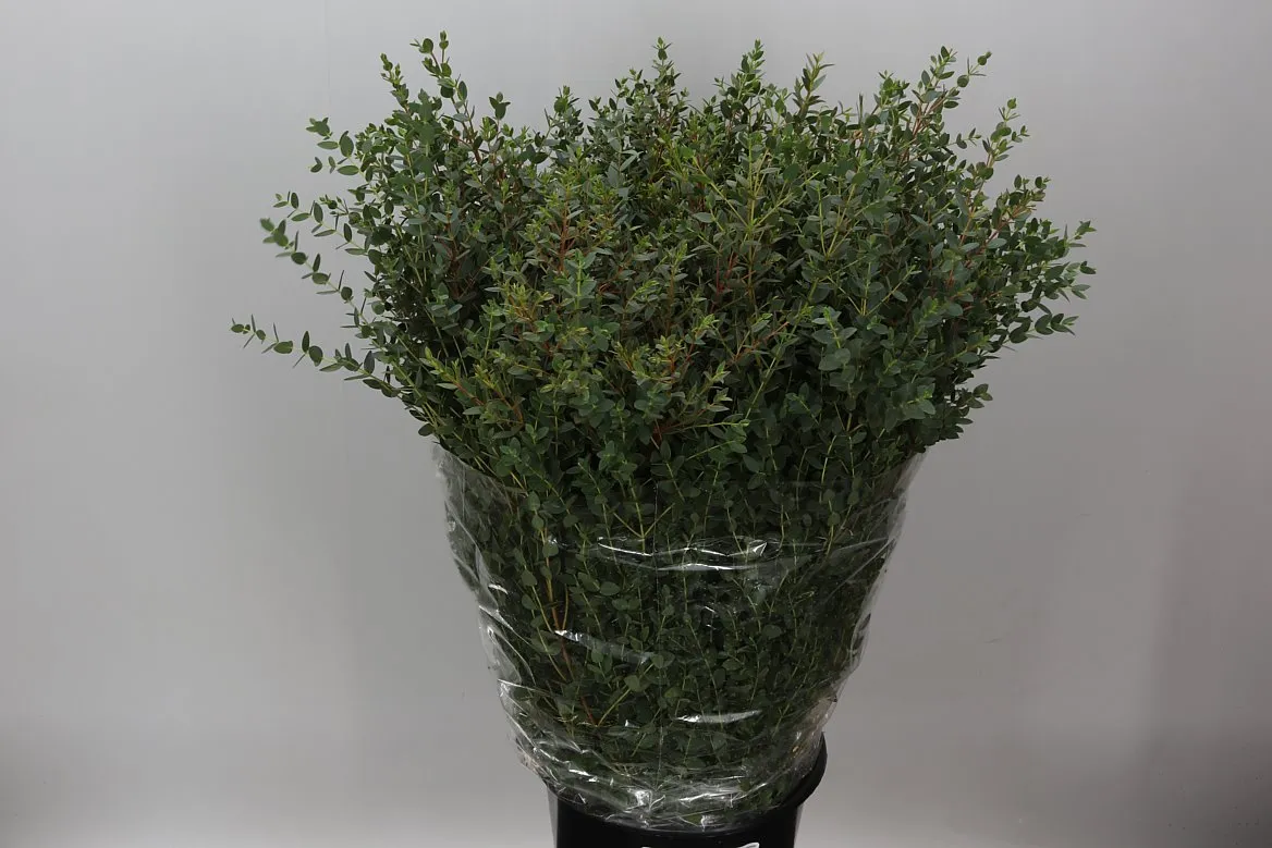 Eukalyptus Parvifolia 400 Gr • 70 cm