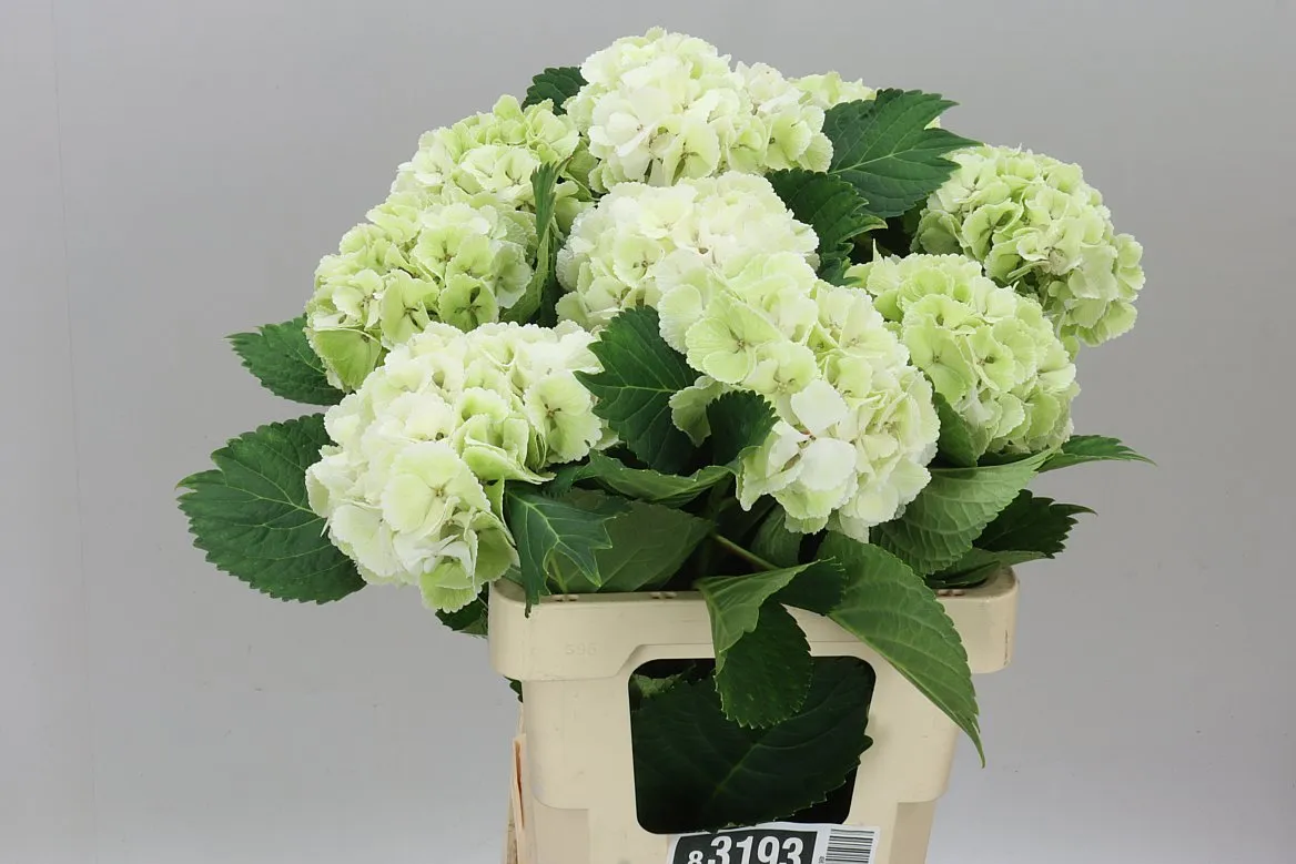 Hyd Lolly Pop White Classic • 60 cm