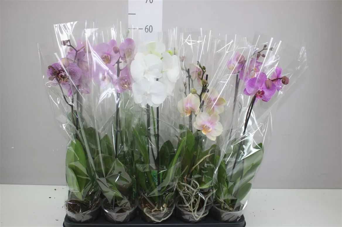 Phal Gemengd 1 Tak 6+ • črepník 12 cm