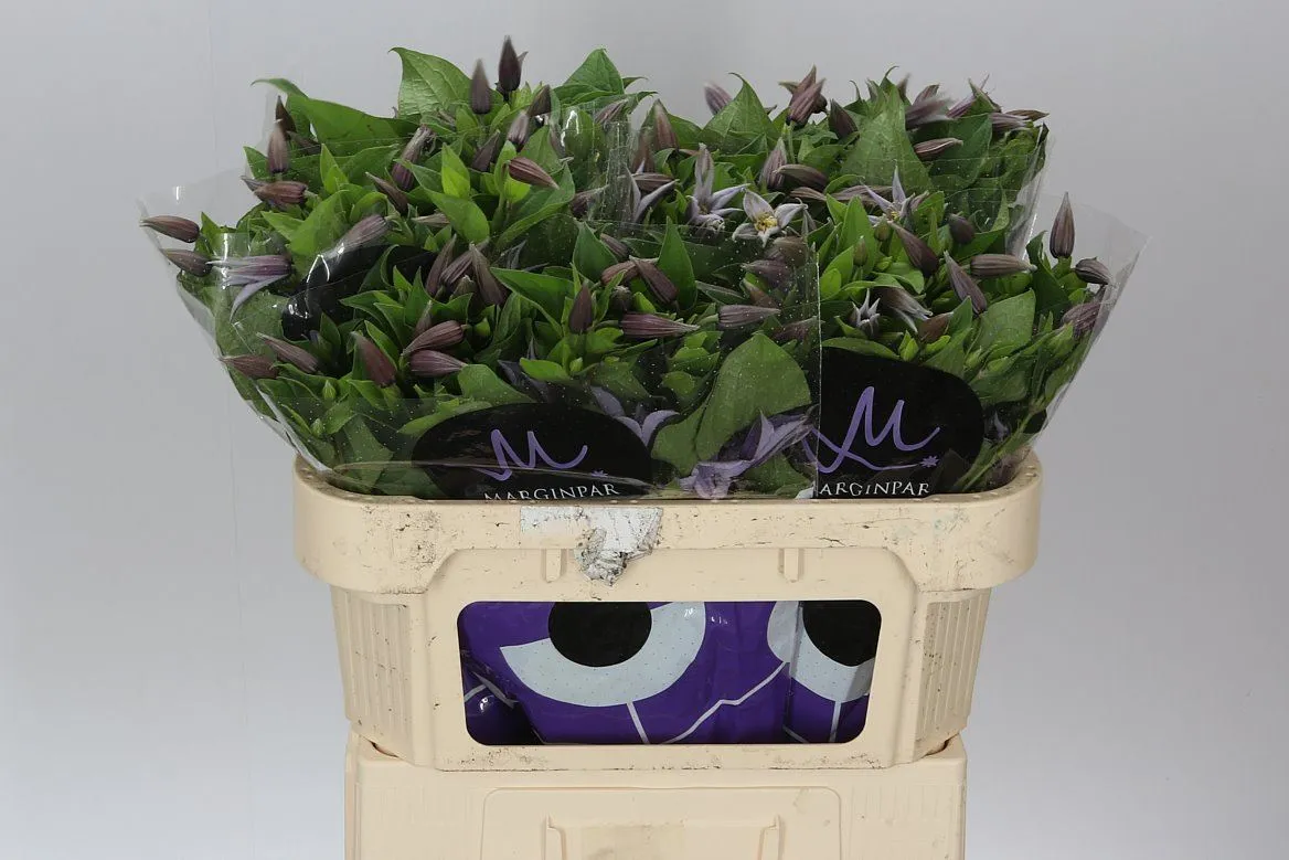Clematis Star River • 70 cm