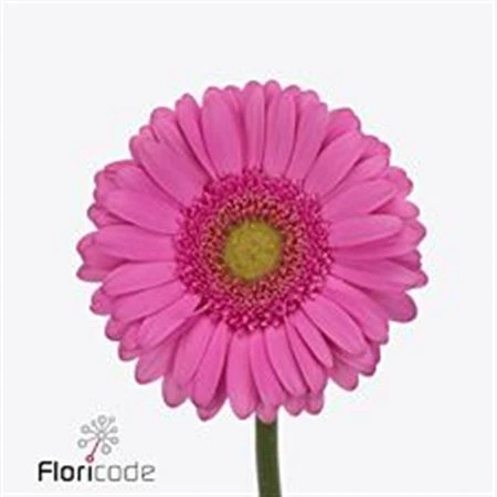 Gerbera Pretty Nova • 45 cm