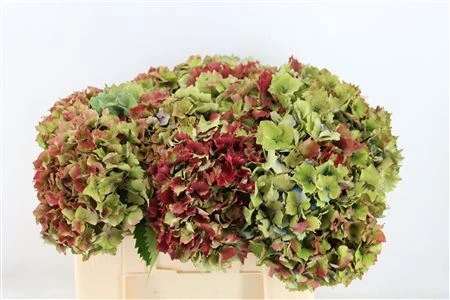 Hortenzia mix • 55 cm