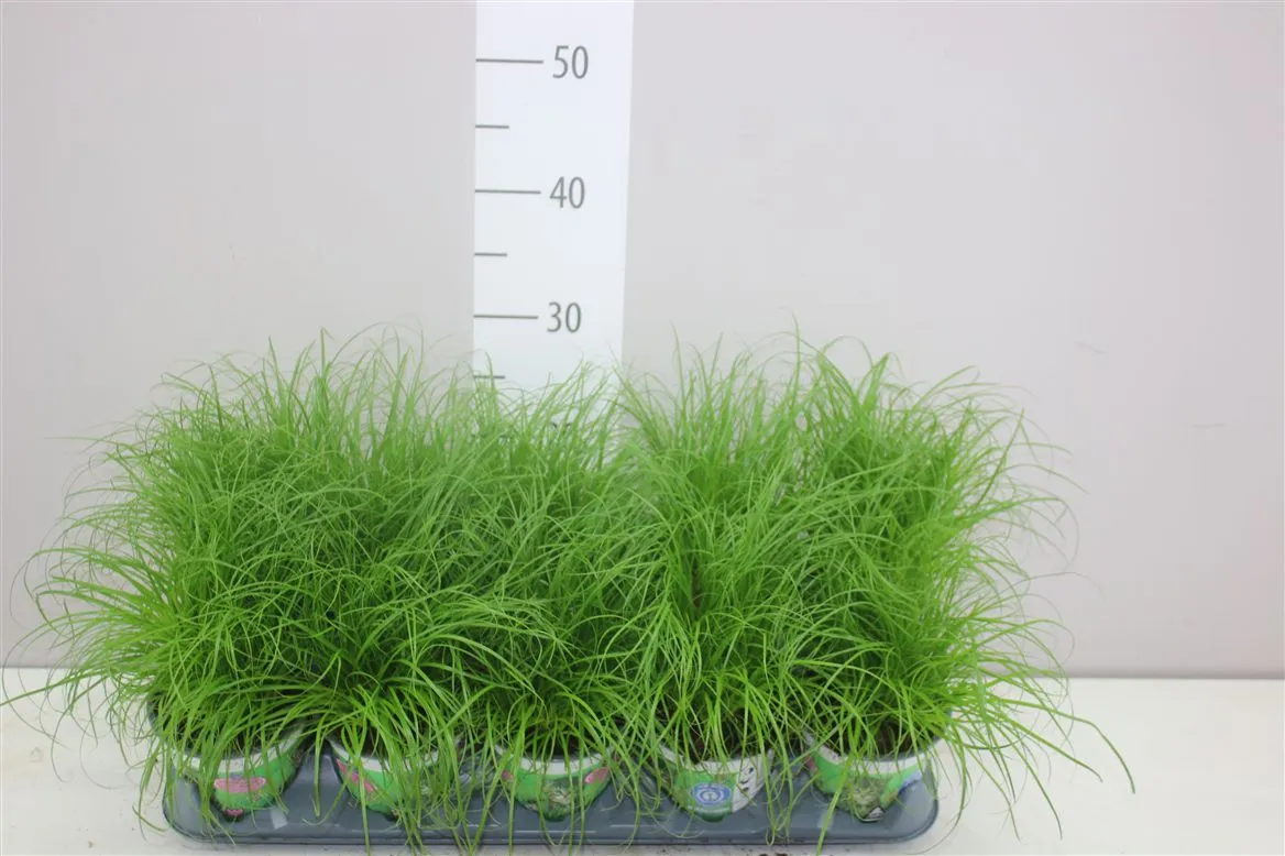 Cyperus Alt Zumula • črepník 12 cm
