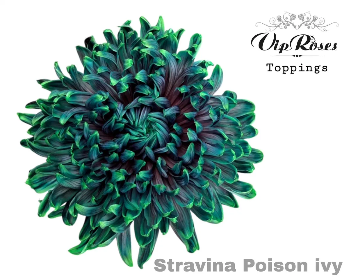 Chryzantéma veľkokvetá Stravina Poison Ivy • 65 cm