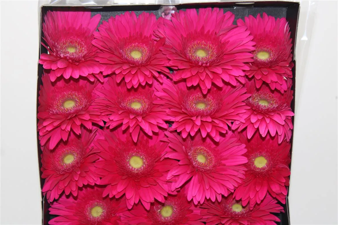 Gerbera Diamond Riley • 55 cm