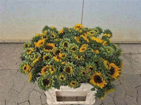 Helianthus A Sonja • 45 cm