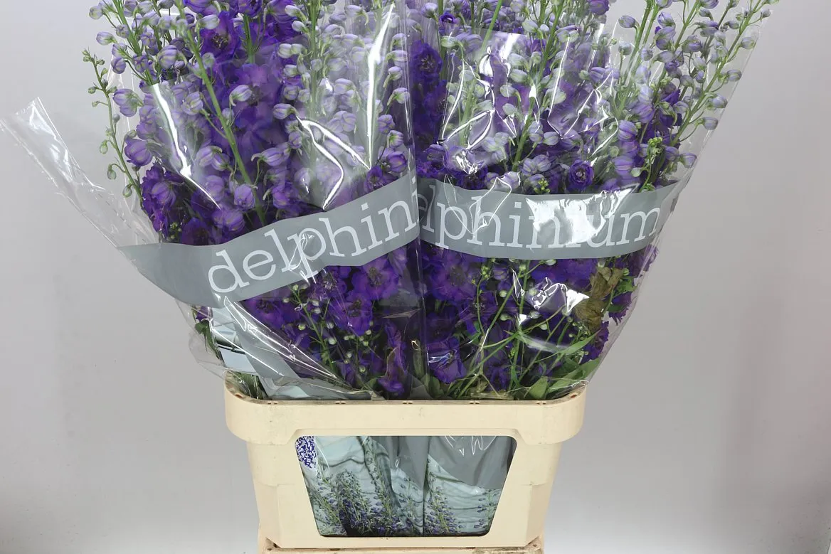 Delph El Jewel • 110 cm