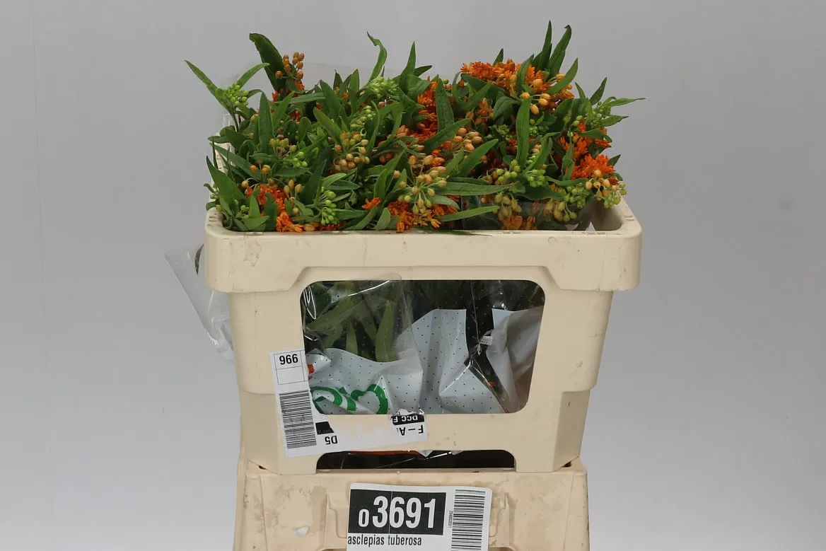 Asclepias Tuberosa • 50 cm