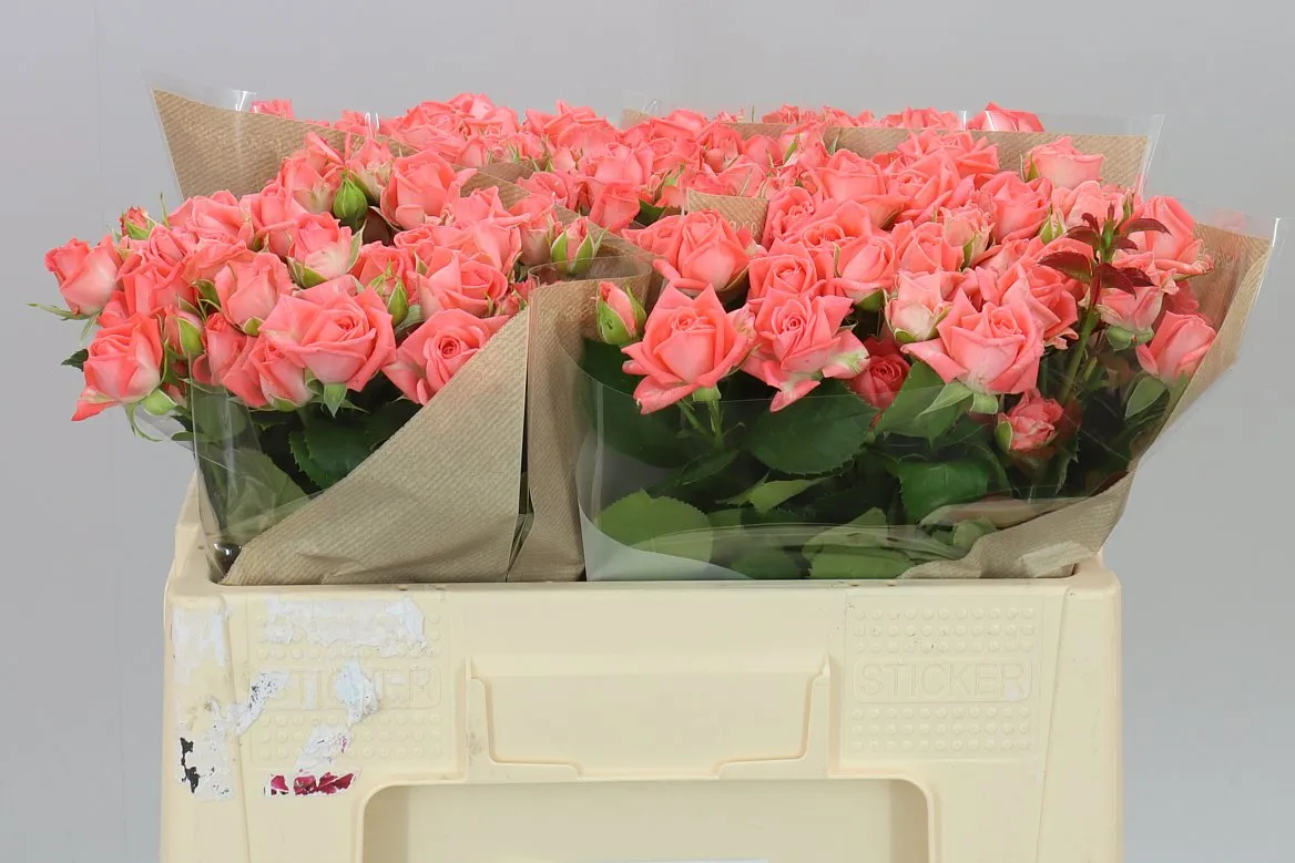 Rosa Tr Barbados • 50 cm
