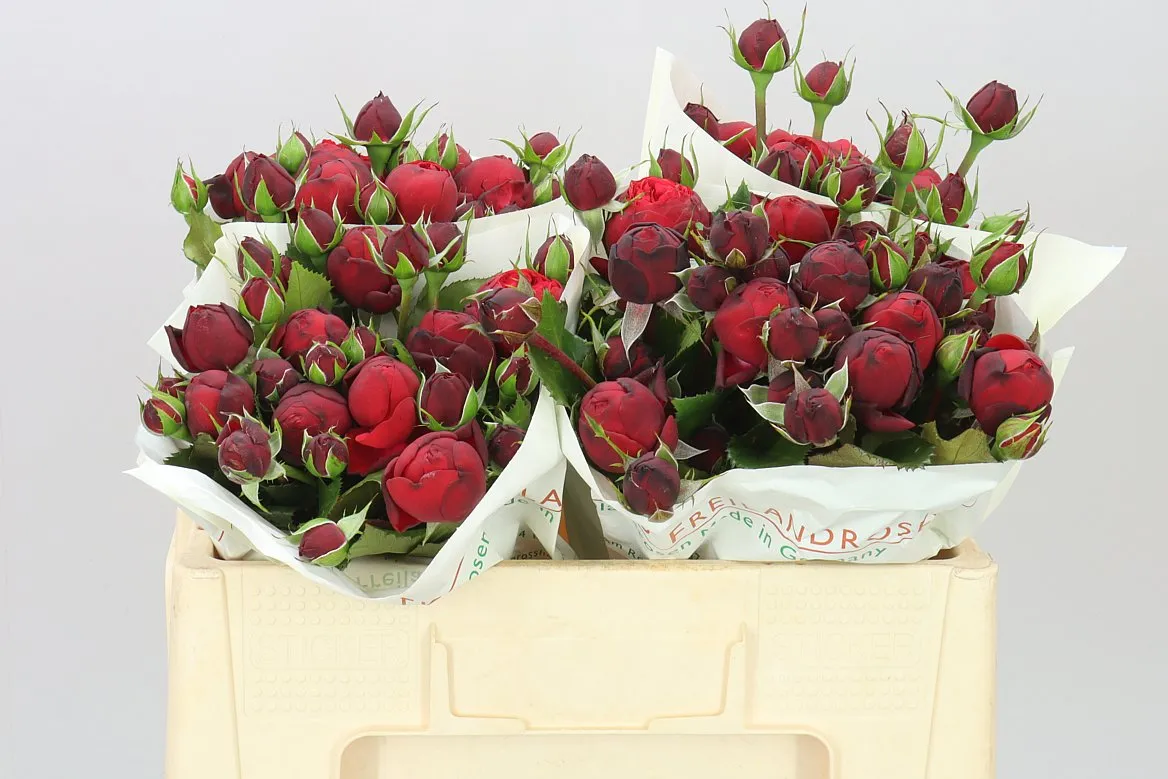Rosa Tr Freiland Red Piano • 50 cm