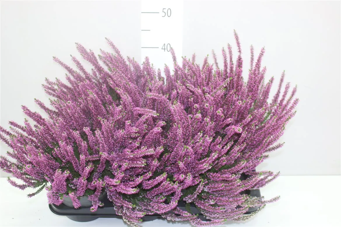 Calluna Beauty Ladies Lila • črepník 17 cm