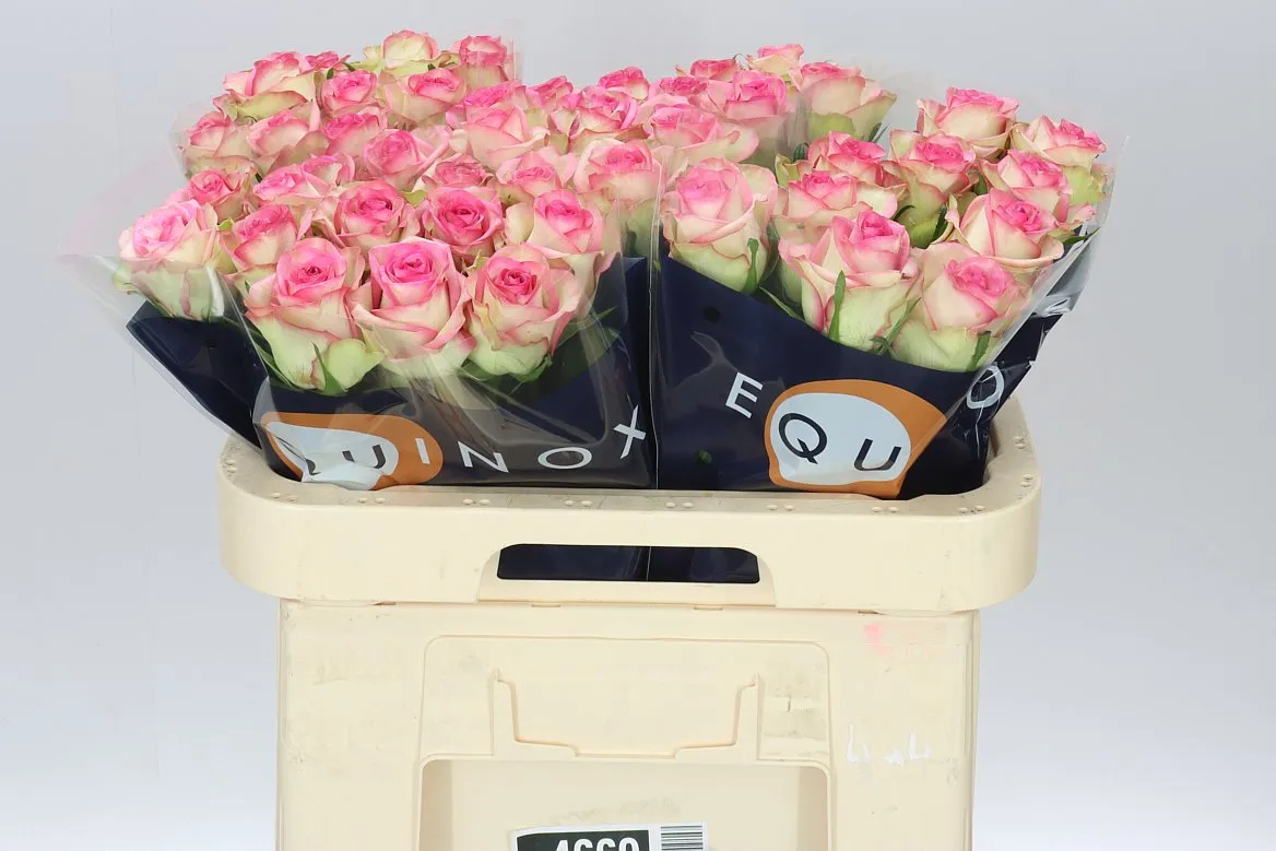 Rosa Gr Bloosz • 60 cm