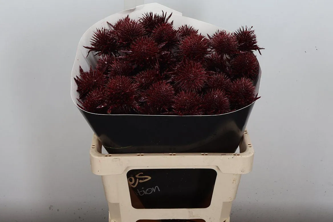 Eryngium Wx Bordeaux • 60 cm