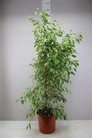 Ficus Golden King • črepník 27 cm