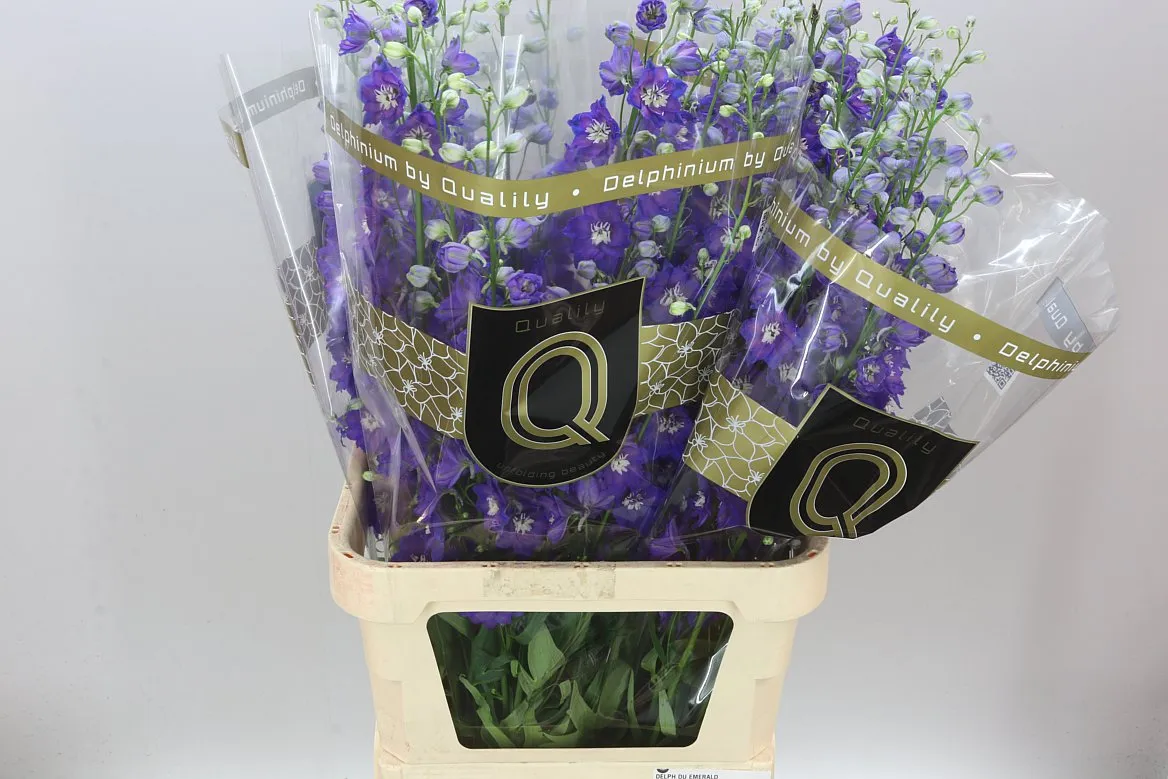 Delph El Emerald • 100 cm