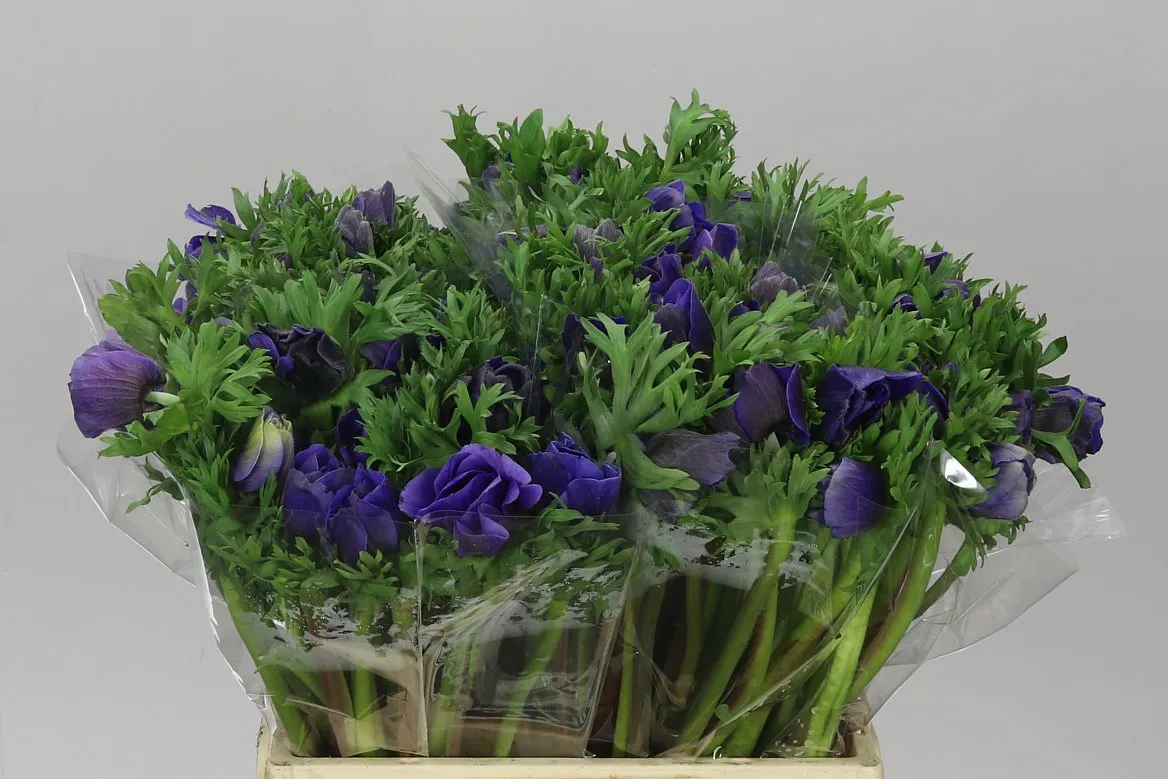 Anemonen Mistral Blue • 45 cm