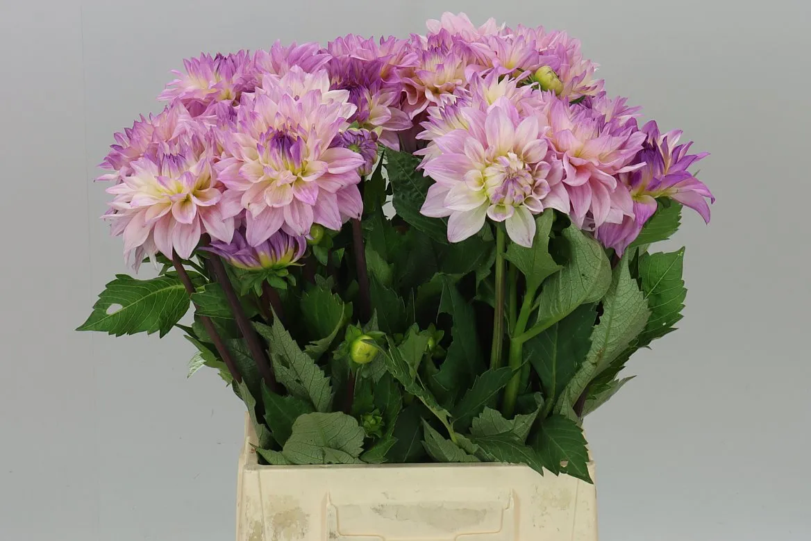 Dahlia Sweet Tiamo • 50 cm