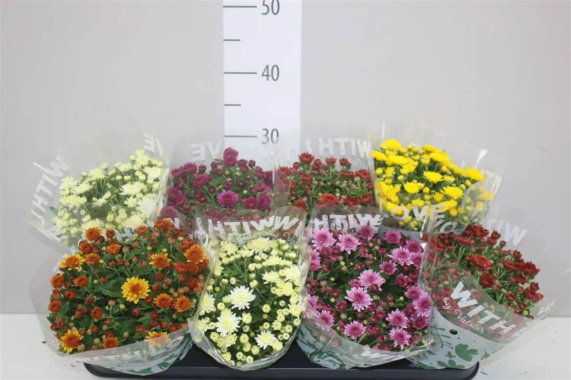 Chrysanth Soulsister Gemengd • črepník 12 cm