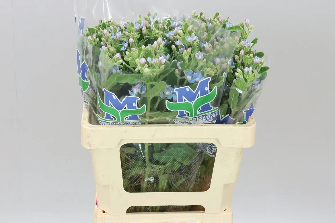 Oxypetalum Coeruleum • 55 cm