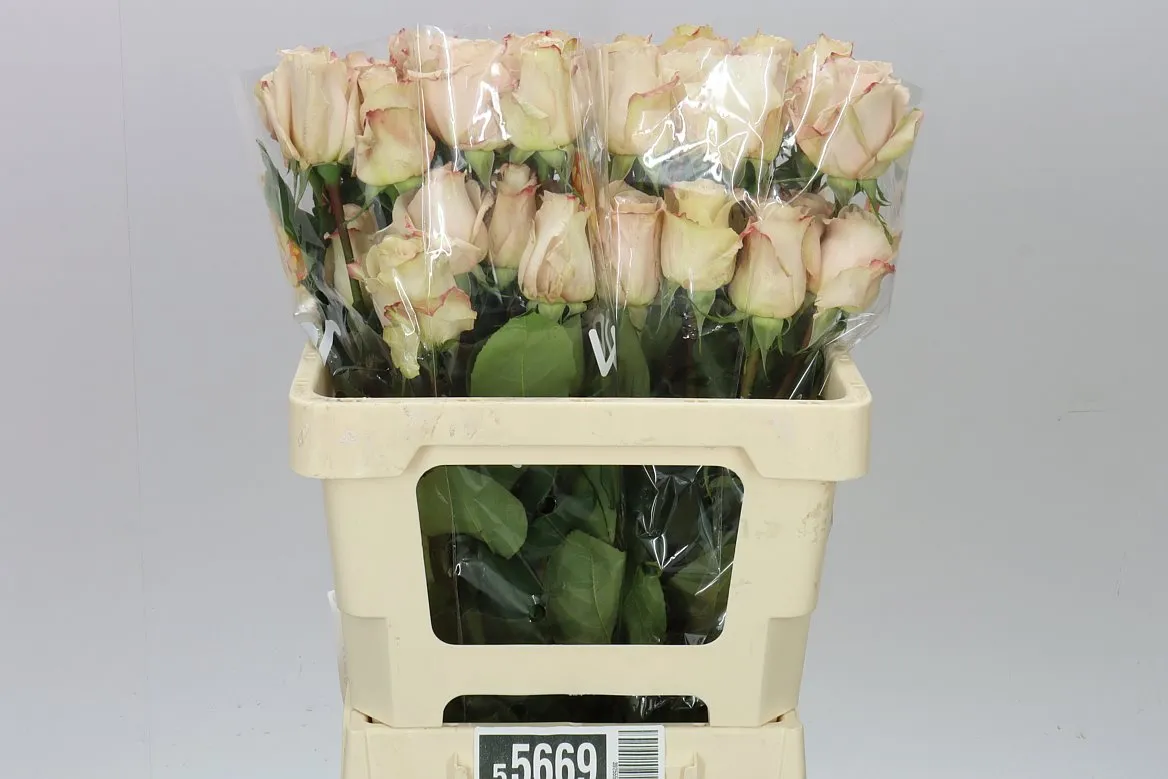 Rosa Gr Ec Quick Sand • 50 cm