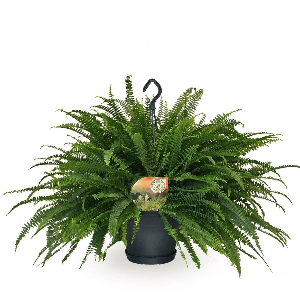 Nephrolepis Green Lady, závesný črepník • črepník 20 cm