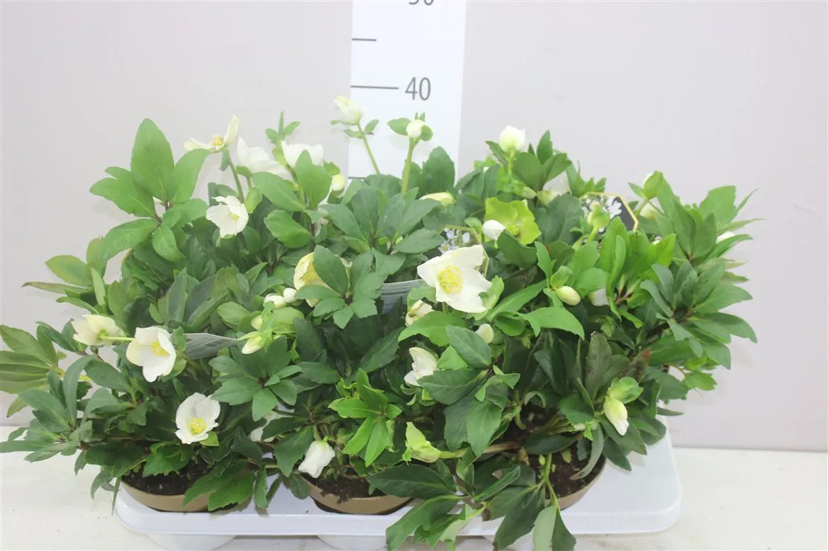Helleborus Niger Selectie v kameninovom črepníku • črepník 13 cm