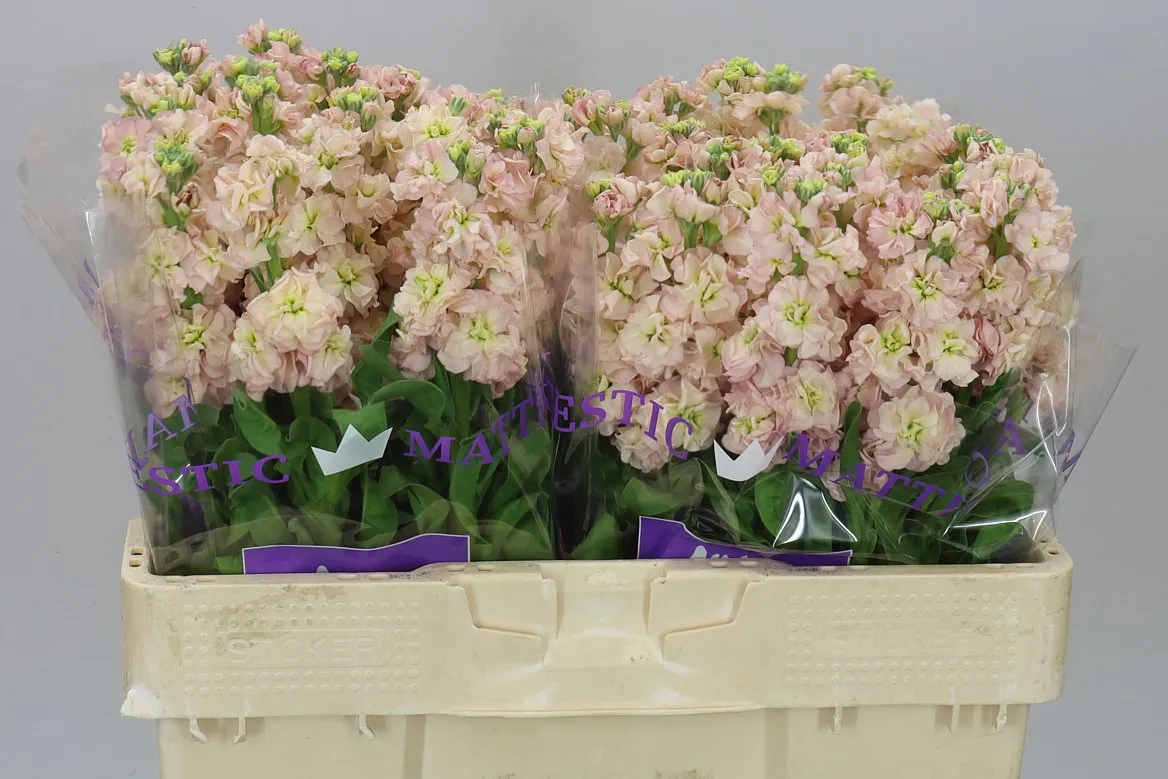 Matthiola Apricot • 52 cm