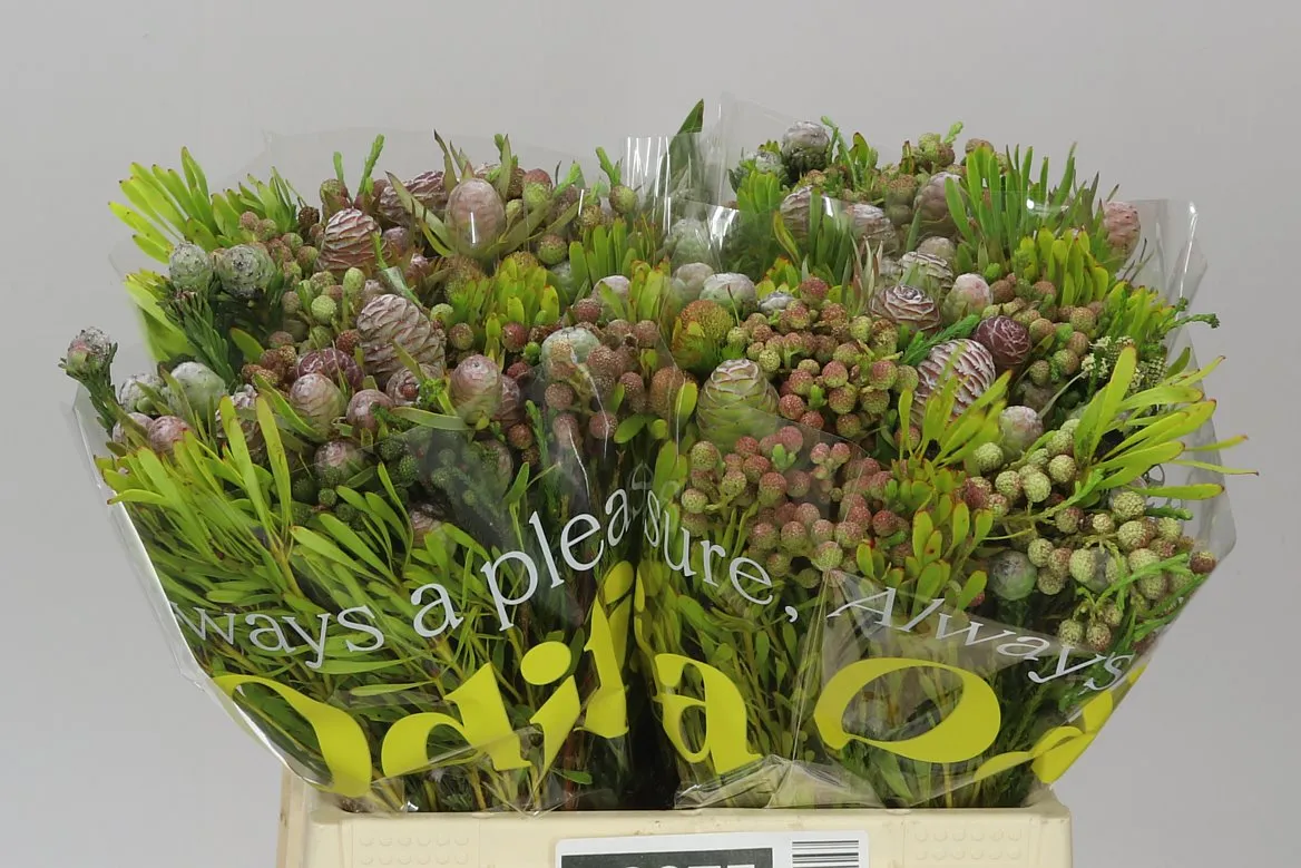 Kaaps Cone mix • 40 cm