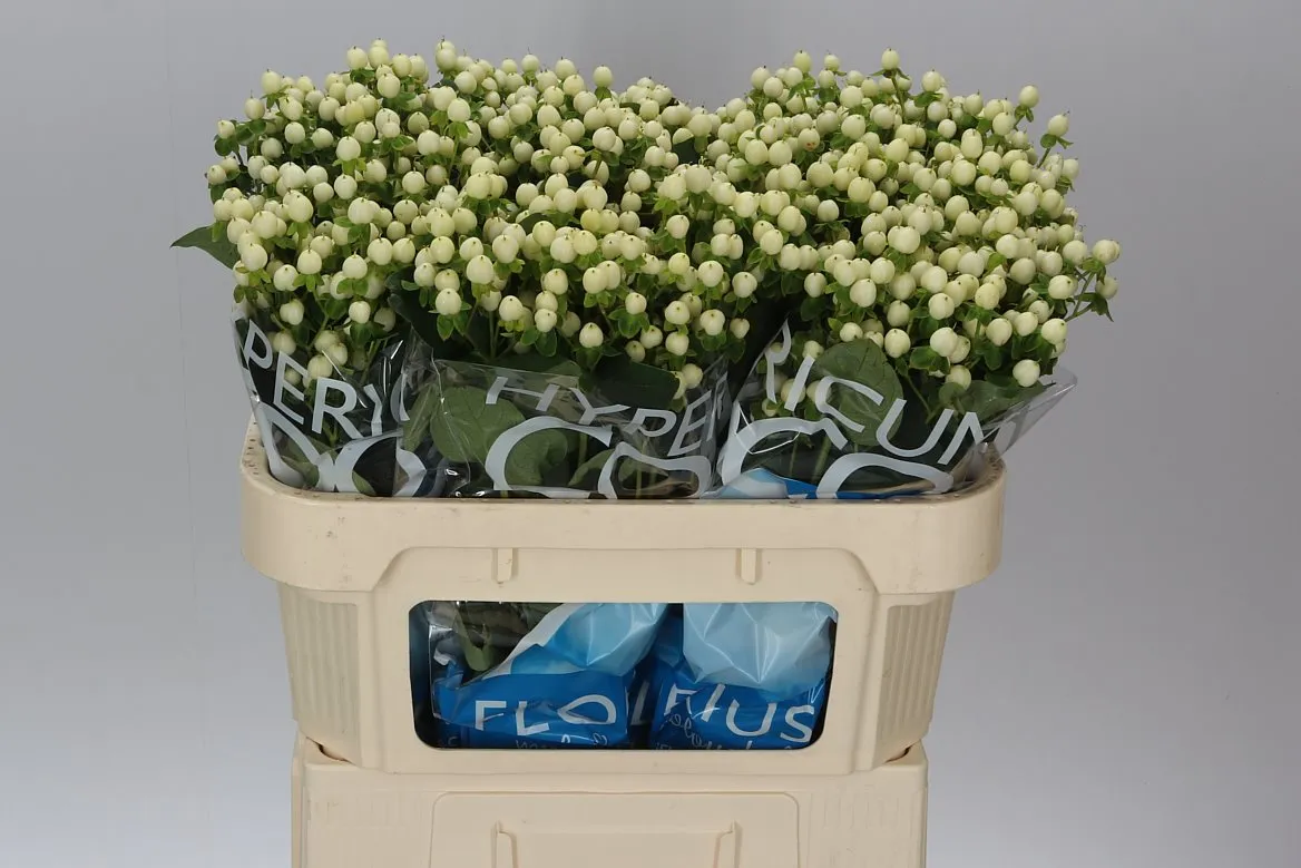 Hyperikum Coco Uno • 70 cm