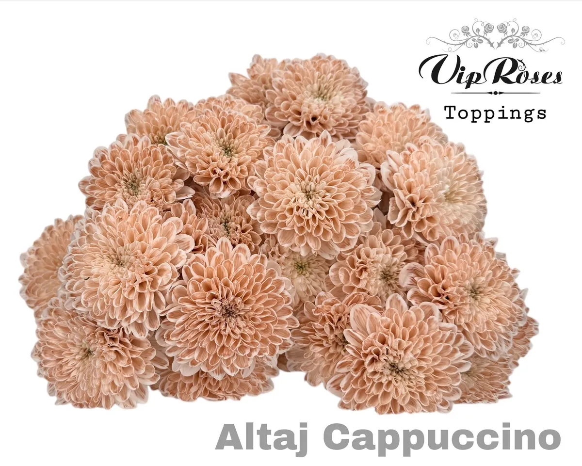 Chryzantéma trsová Altaj Cappuccino • 65 cm
