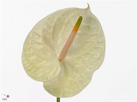 Antúrium Champagne