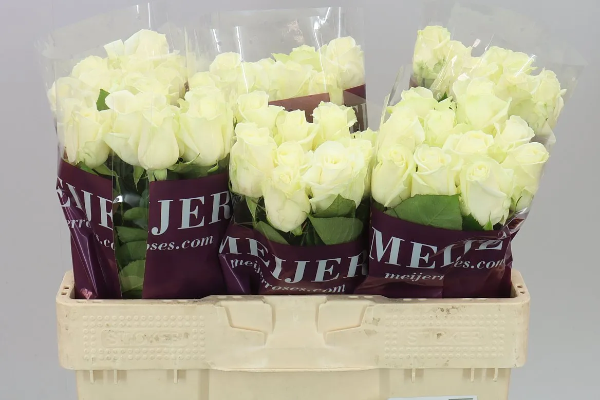 Rosa Gr Avalanche Meijer White • 50 cm