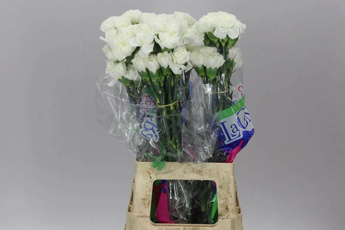 Di St White • 70 cm