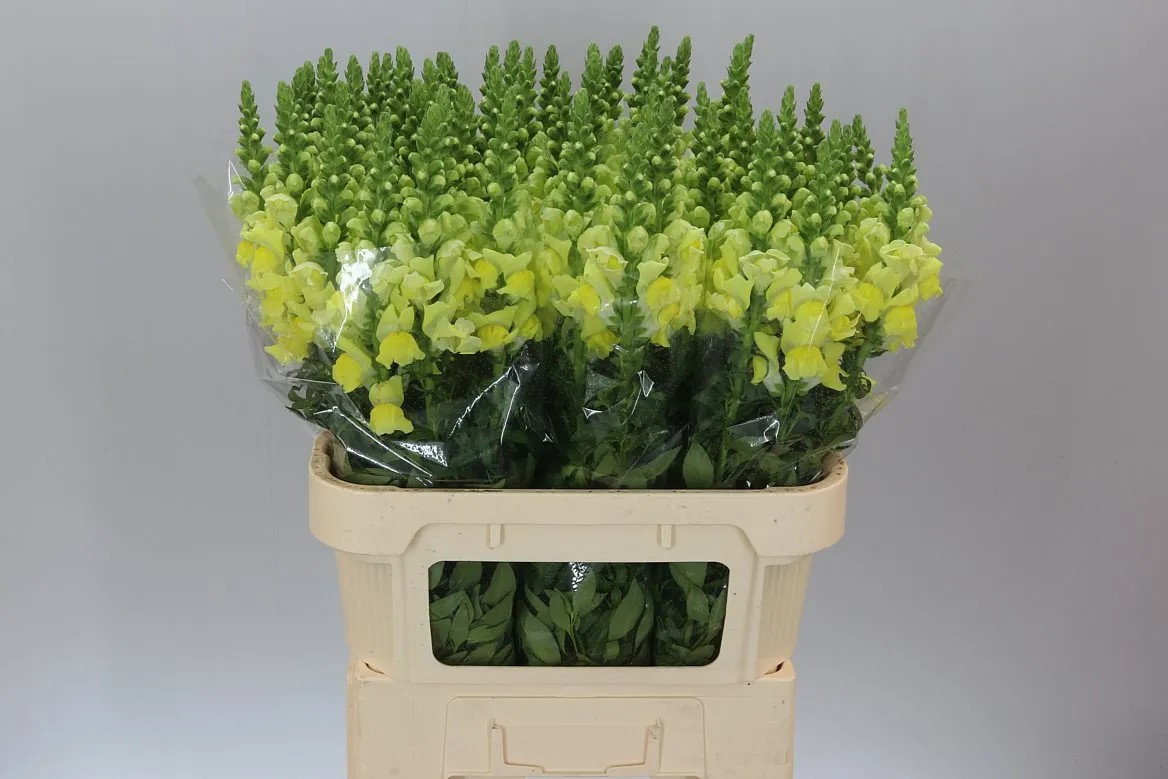 Papuľka Yellow • 75 cm