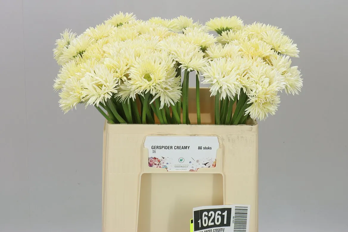 Germini Aqua Spider Creamy • 50 cm