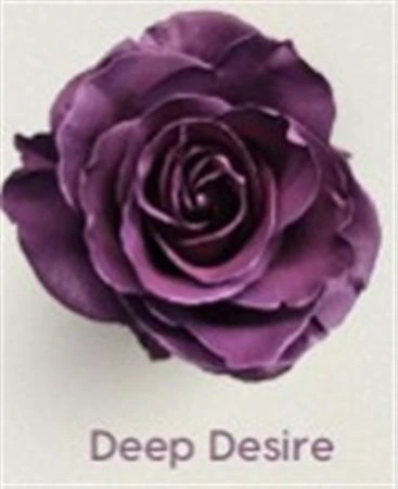 Ruža farbená Deep Desire, Ekvádor • 50 cm