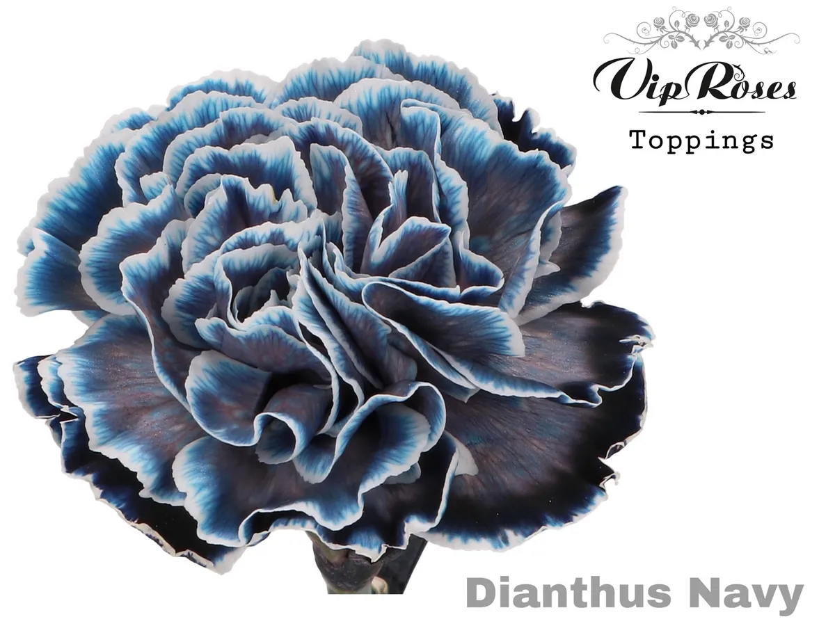 Di St Navy • 60 cm