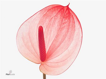 Antúrium Maxima Elegancia