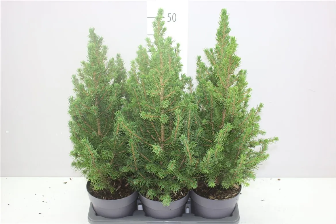 Picea Gl Conica • črepník 14 cm
