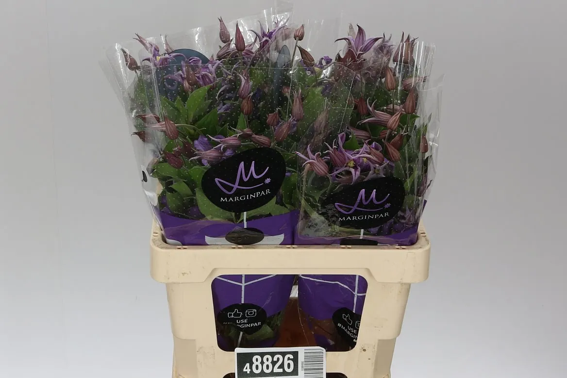Clematis Amazing Rome • 60 cm