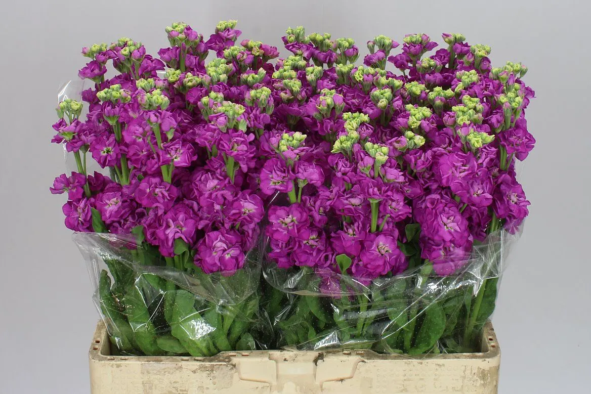 Matthiola Cerise • 55 cm