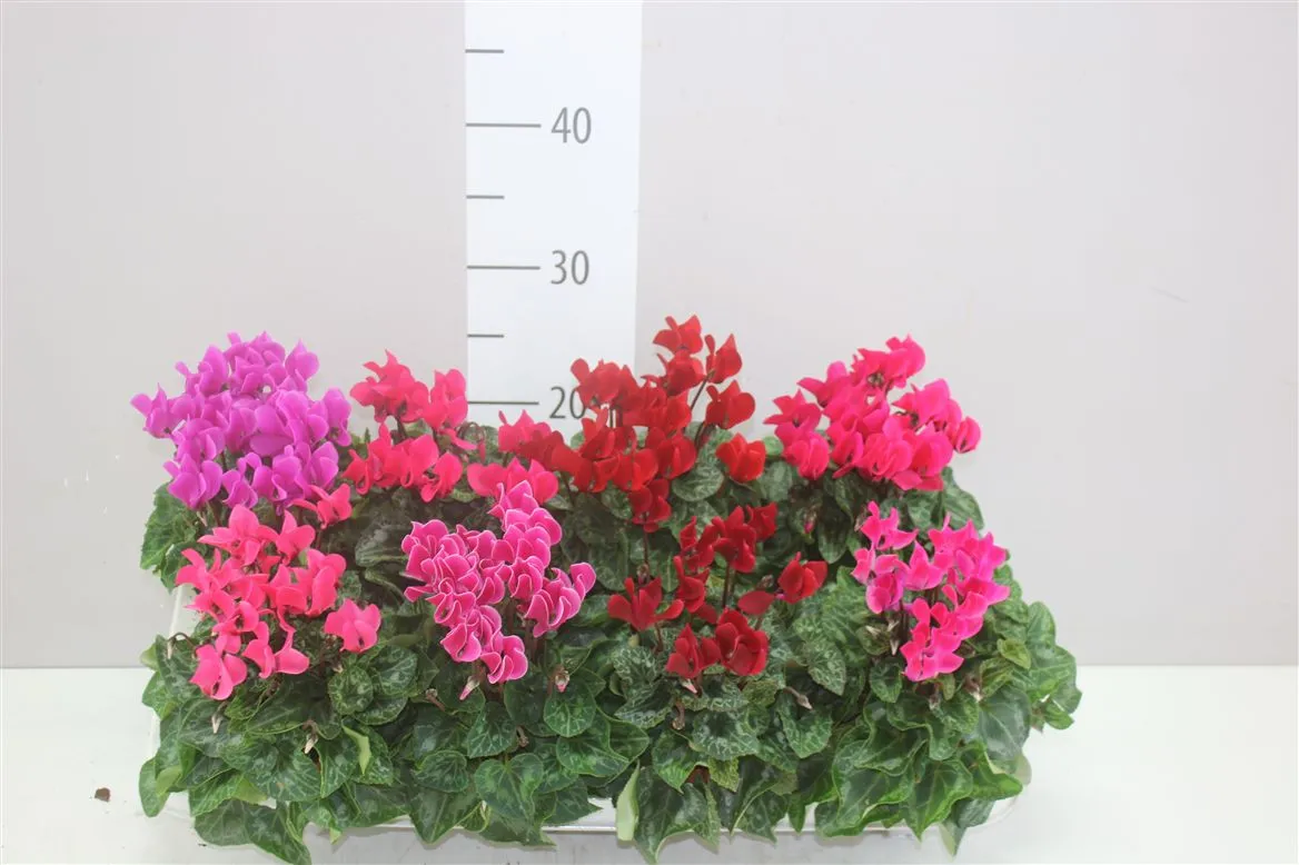 Cyclamen Kl S S Verano Gemengd • črepník 10,5 cm