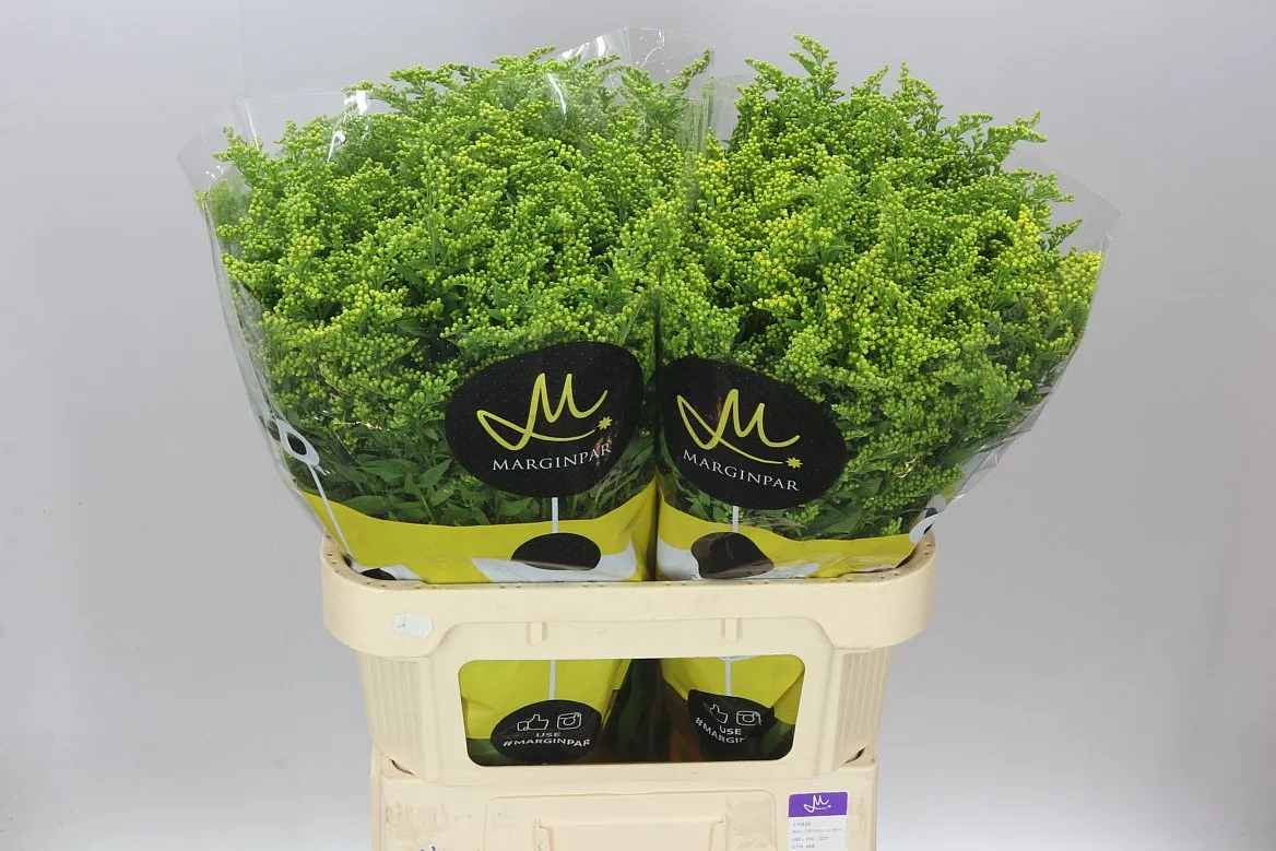 Solidago Golden Glory • 80 cm